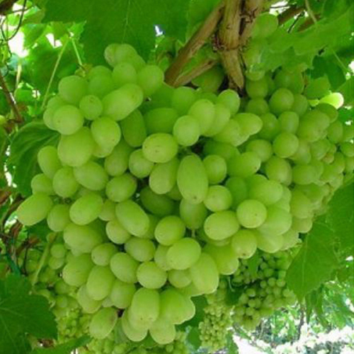 Red Globe Grapes